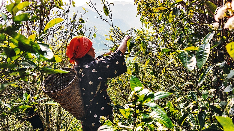 Trà Shan Tuyết Tà Xùa 100 gram